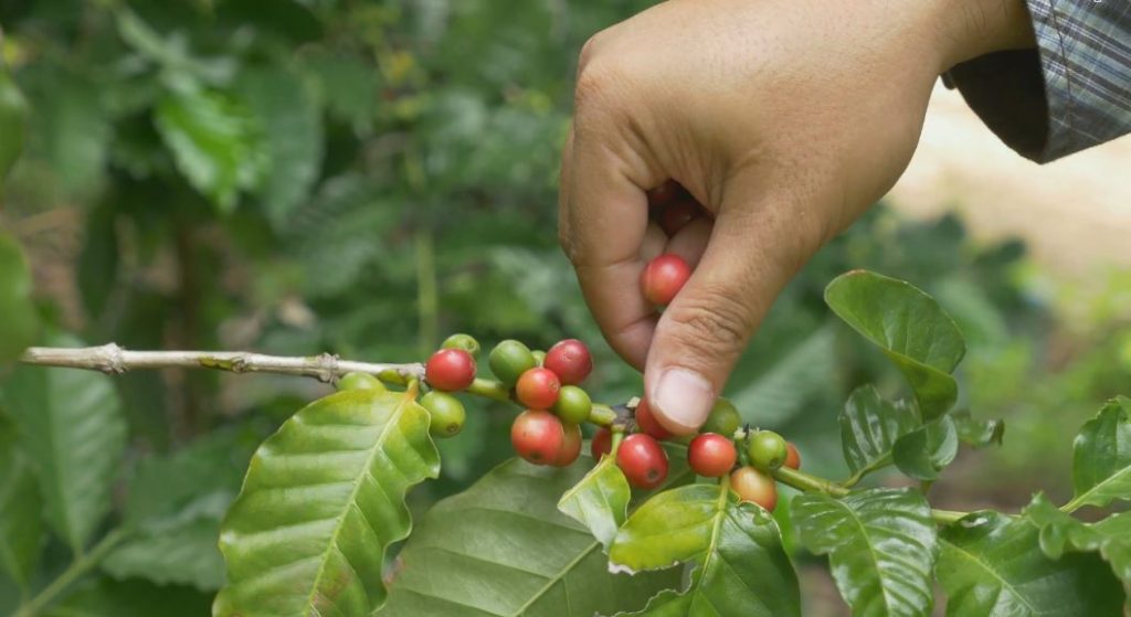 Cafeterías en el norte de cali