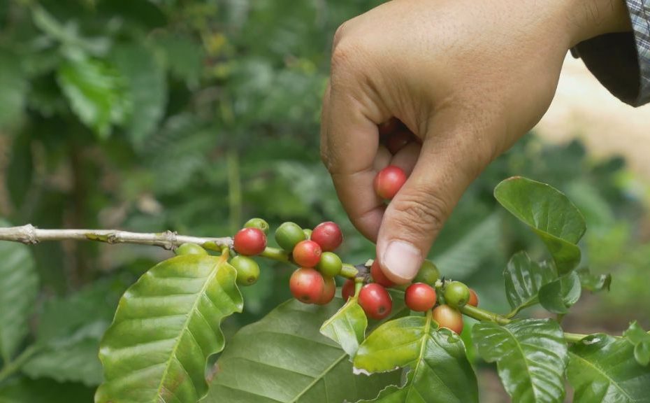Cafeterías en el norte de cali
