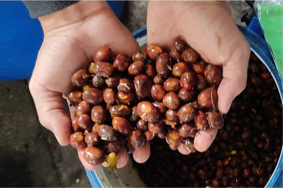 venta de Café en Cali