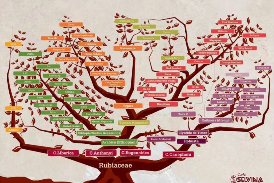 Cafeterías en el norte de cali